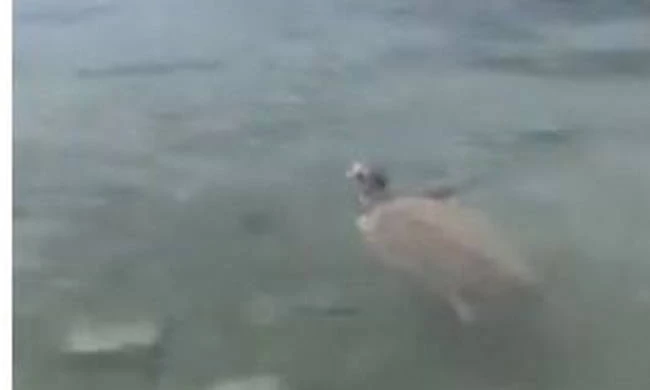 Πανικός στο Πόρτο Ράφτη με θαλάσσια χελώνα – Δάγκωσε λουόμενους